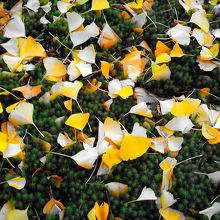イチョウの葉の黄色と下の苔の緑の対比も美しい