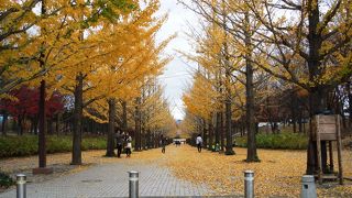 黄葉の散歩道&#9835;