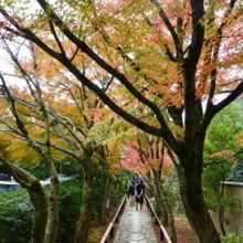 ちょっと紅葉は物足りなかったけど、美しい参道