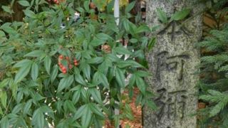 参道の紅葉が美しい