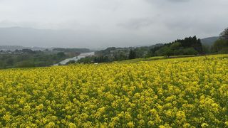 黄色一色菜の花の海