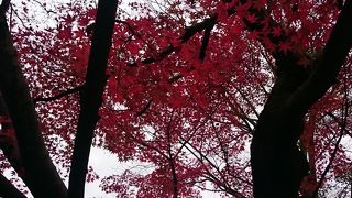 紅葉が綺麗