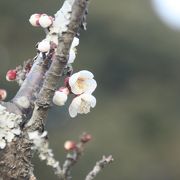 市民の森の梅園は鶯だらけ