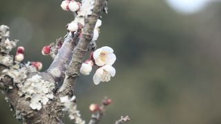 市民の森の梅園は鶯だらけ