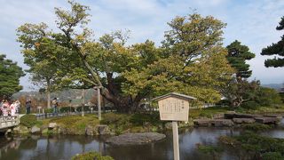 兼六園で