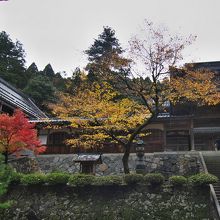 紅葉の彩り