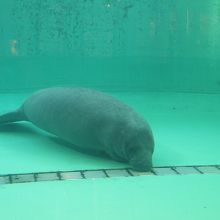 タイミング悪くピクリとも動きませんでした