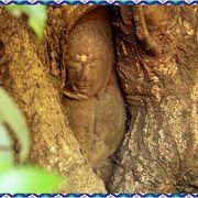 日本のアユタヤ☆300年の老木が仏を包み込むモミジ寺／興禅院