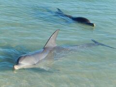 RAC Monkey Mia Dolphin Resort 写真