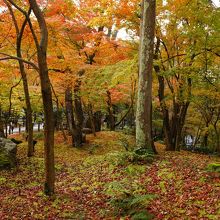 ２０１５年・落葉が早かった