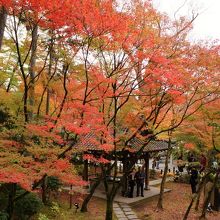 ２０１５年・色づきが悪かった