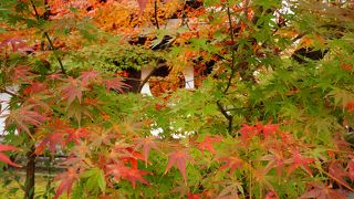 かなり混みますが、一度はぜひ