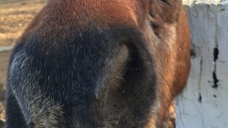 家族経営の牧場です。レストランの食事も美味しい！