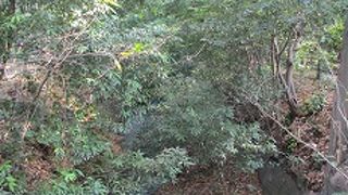 江戸六上水の一つ