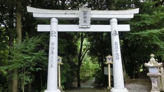 巨大な楠木に圧倒されます