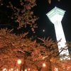 夜桜のライトアップ