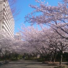 桜の並木１
