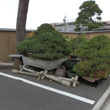 盆栽村の通りには大変立派な盆栽がありました。