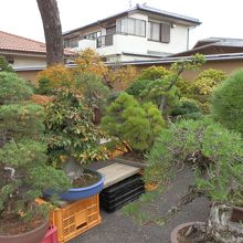 盆栽園の数々の芸術的な盆栽です。
