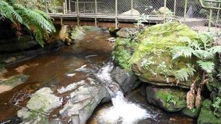 Leura Cascades Fern Bower