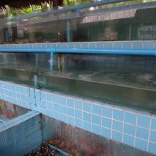 活きのいい魚介たち、いますよ。