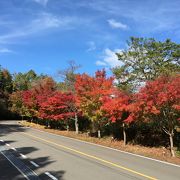 高雄パークウェイ　紅葉２０１５