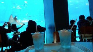 エイとジンベイザメが仲良く泳ぐ姿