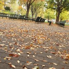 10月下旬の大通り公園。落葉いっぱい。
