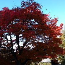 入り口付近の紅葉の木