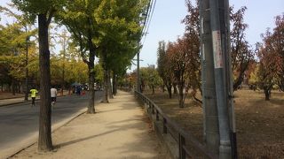 3月が見ごろかな？