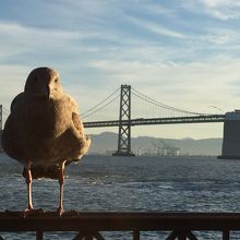 ベイブリッジと鳥を眺めながら(笑)