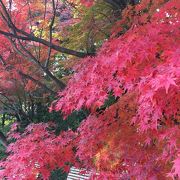 もみじ鑑賞会が開催され、紅葉がとてもきれいです！！