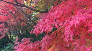 もみじ鑑賞会が開催され、紅葉がとてもきれいです！！