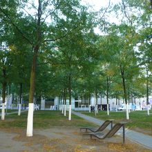 少し黄色く色づいていました