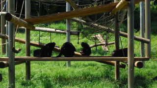 子供が喜び散歩気分で楽しめる動物園