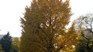 イチョウがキレイ