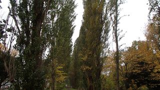 北大ポプラ並木でございます