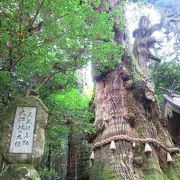 大杵社☆天然記念物大分県で一番大きな杉