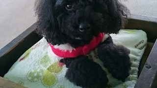 パン君からガラス越しに体当たりされました