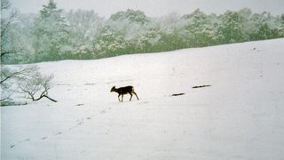 白銀の奈良公園は別世界