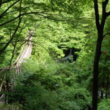 見下ろした「男橋」　新緑が眩しかったです！