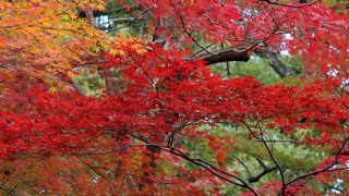 日比谷公園　2015年紅葉