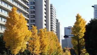 官庁街のイチョウ並木が綺麗な坂