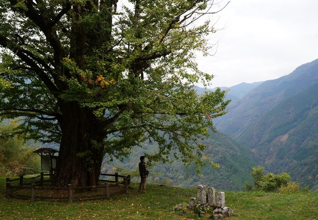 周辺の山々を見渡せる高台にあり、樹齢約７００年の大イチョウ