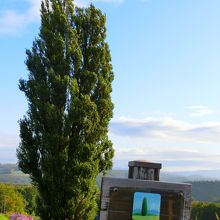 大きなポプラの木