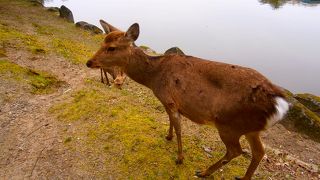 鹿ちゃんがいっぱい！