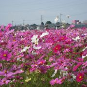 見ごたえの有る『野田町のコスモス畑』！！
