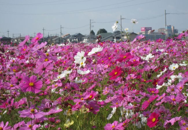 見ごたえの有る『野田町のコスモス畑』！！