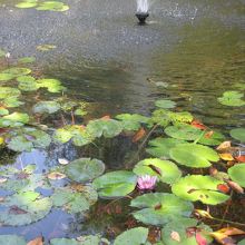 庭の池に咲くスイレンの花