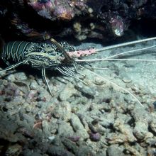 ロブスターを見かけました